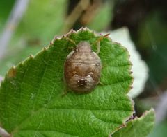 Peribalus strictus strictus