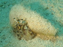 Dardanus scutellatus