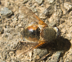 Tachina lurida
