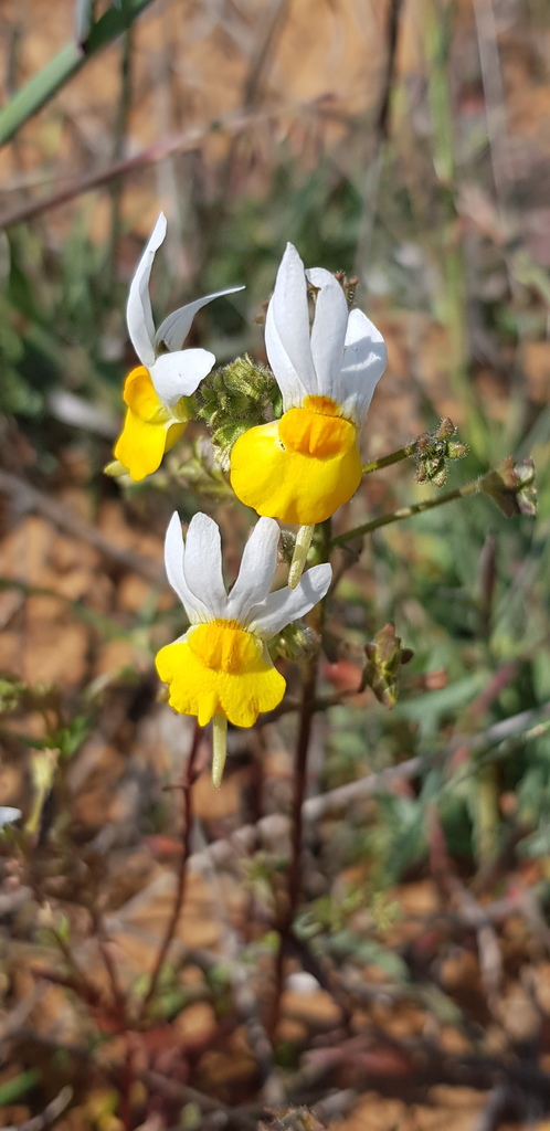 Nemesia macroceras