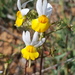 Nemesia macroceras - Photo (c) Pieter, some rights reserved (CC BY-NC), uploaded by Pieter