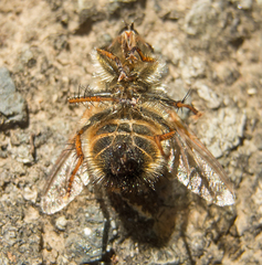 Tachina lurida