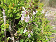 Stachys bolusii