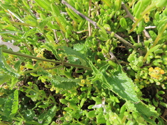 Stachys bolusii
