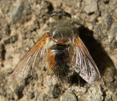 Tachina lurida