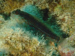 Asterropteryx semipunctata