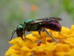 Ceratina eximia