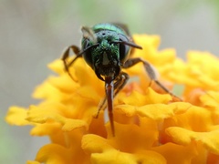 Ceratina eximia