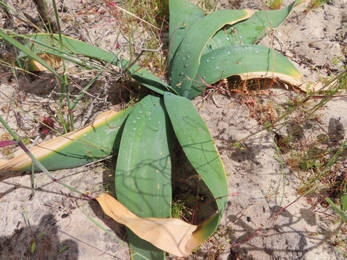 Image of Ammocharis longifolia by (c) linkie, some rights reserved (CC BY)