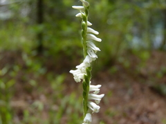 Spiranthes praecox