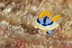 Chromodoris elisabethina