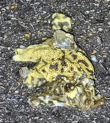 Bufo sachalinensis