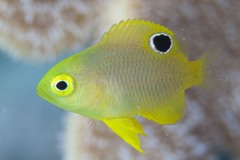 Pallid Damselfish photo 4