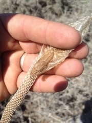 Masticophis fuliginosus