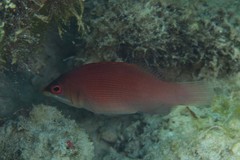 Pseudocheilinus evanidus