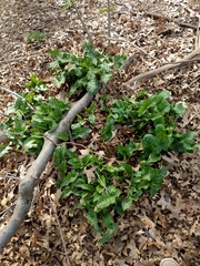 Arum italicum italicum