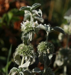 Marrubium incanum