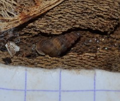 Cochlostoma septemspirale