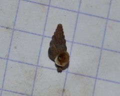 Cochlostoma septemspirale