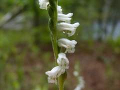 Spiranthes praecox