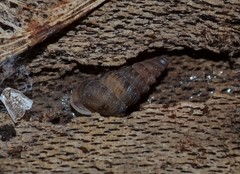 Cochlostoma septemspirale