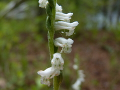 Spiranthes praecox