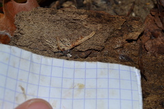 Cochlostoma septemspirale