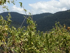 Calea solidaginea deltophylla