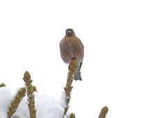 Leucosticte australis