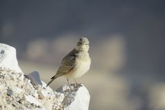 Ammomanes deserti