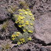 Oxalis erythrorrhiza - Photo (c) Guillermo Debandi, some rights reserved (CC BY), uploaded by Guillermo Debandi