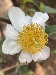 Oncoba spinosa subsp. spinosa image