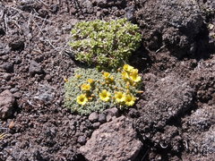 Oxalis erythrorrhiza