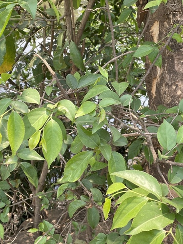 Oncoba spinosa subsp. spinosa image