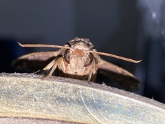 Eupanacra