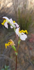 Disa flexuosa