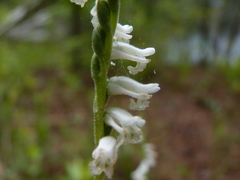 Spiranthes praecox