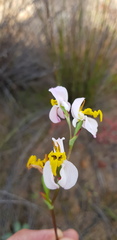 Disa flexuosa