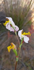 Disa flexuosa