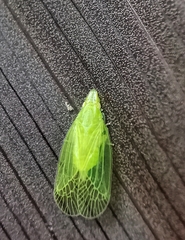 Tropiduchinae