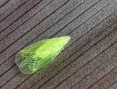 Tropiduchinae