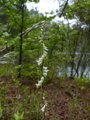 Spiranthes praecox