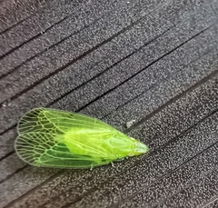 Tropiduchinae