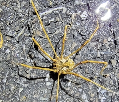 Bidentolophus bidens
