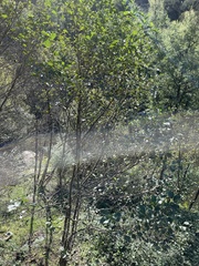 Alnus lusitanica