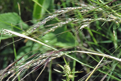 Piptochaetium stipoides