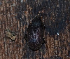 Otiorhynchus rugosostriatus