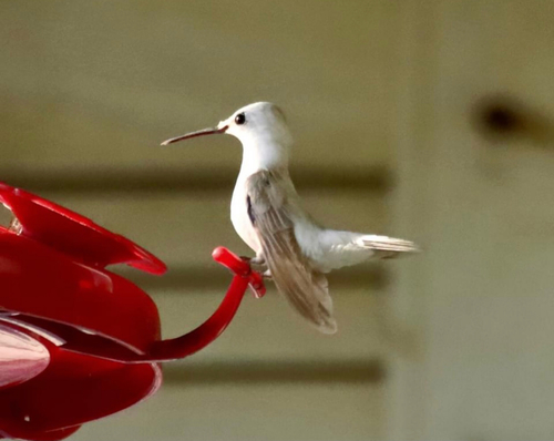 Ruby-throated Hummingbird photographed in Indiana