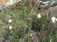 Mandevilla hypoleuca
