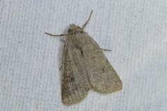 Agrochola laevis